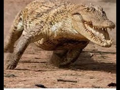 What the CROC? Shock video reveals crocodiles galloping at speeds of 11mph - YouTube