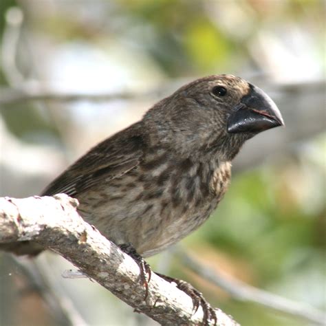 For Darwin’s finches, beak shape goes beyond evolution