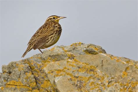 Western Meadowlark | Meadowlark, Westerns, California waterfalls