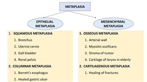 Metaplasia: Types and Causes - Pathology Made Simple