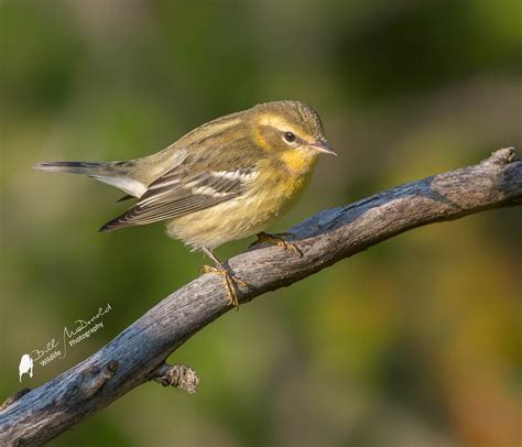 Blackburnian Warbler | Fall plumage Blackburnian Warbler | Bill McDonald 2016 | Flickr