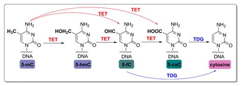 DNA Demethylase Screening, Demethylase Screening - Epigenetics