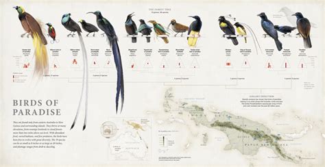 Bird of Paradise Symbolism & Meaning (+Totem, Spirit & Omens) - World Birds