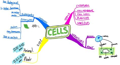 The Benefits of Mind Mapping for students - Parent Guide to GCSEs