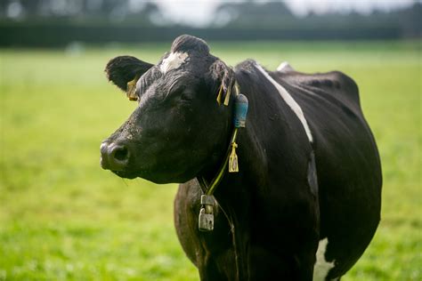 More ways collars help with mating management - Allflex NZ