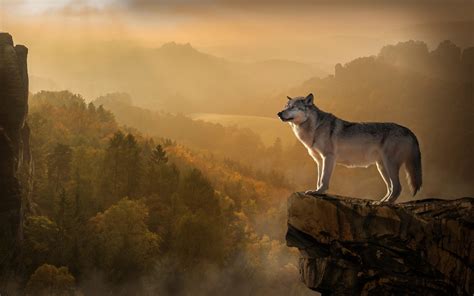 Wallpaper Wolf, rocks, cliff, mountains, trees, fog 2560x1600 HD Picture, Image