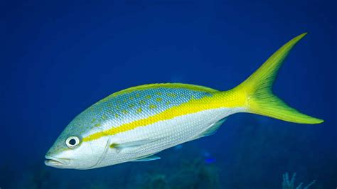 Yellowtail Snapper - A-Z Animals