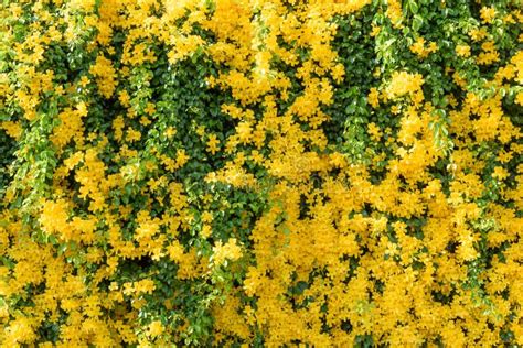 Beautiful Yellow Flower Ivy Tree with Fresh Green Leaves Background,Cat’ Claw Creeper or ...