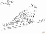 Collared Dove coloring Page  Free Printable Coloring Pages sketch template