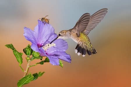 Hummingbird and Bee on Flowers - Birds & Animals Background Wallpapers on Desktop Nexus (Image ...