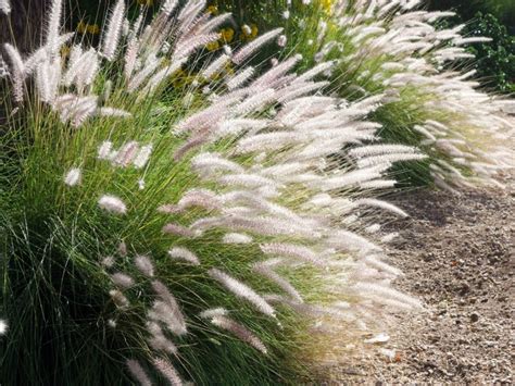 Varieties Of Fountain Grass: Popular Types Of Fountain Grass To Grow