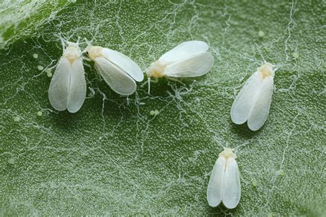 How to control Whiteflies on marijuana plants - Alchimia blog