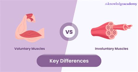 Difference Between Voluntary And Involuntary Muscles: Explained