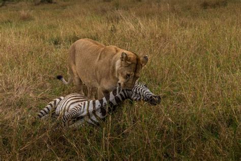 440+ Lioness Hunting Zebra Stock Photos, Pictures & Royalty-Free Images - iStock