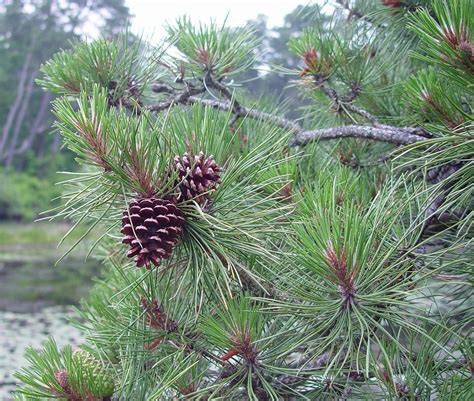 Pinus rigida- Pitch Pine - Long Island Natives