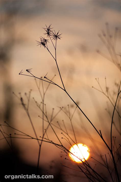 Silhouette Photography – Sunset Photo Journey | organictalks.com