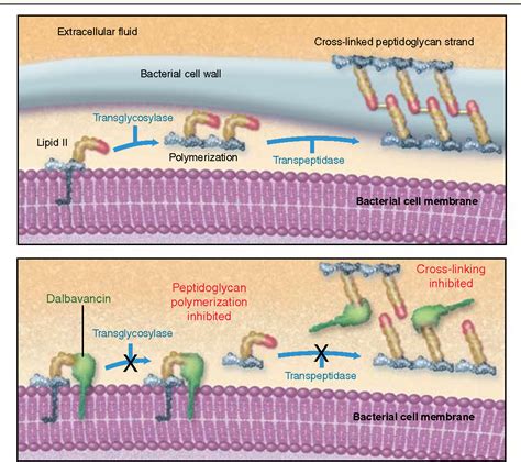 Figure 1 from Dalbavancin: a new lipoglycopeptide antibiotic ...