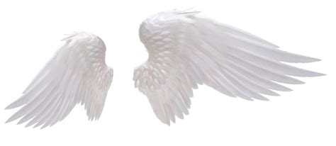 Sticker Wing Desktop Wallpaper - angel wings png download - 608*545 ...