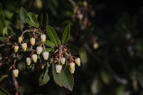 Strawberry Tree Flowers Free Stock Photo - Public Domain Pictures