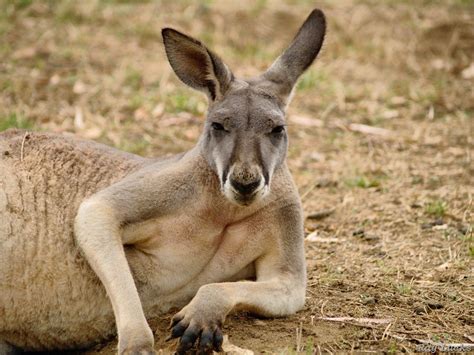 Cleland Wildlife Park | Adelaide south australia, Australian animals ...