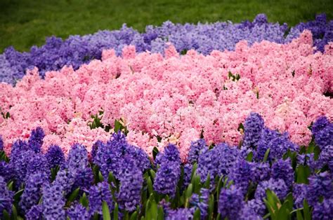 Colorful Spring Flowers and Flower Bed in the Parks and Gardens Along the Bosforus in Turkey ...