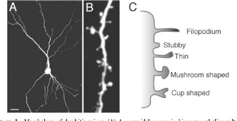 Dendritic Spine Synapse