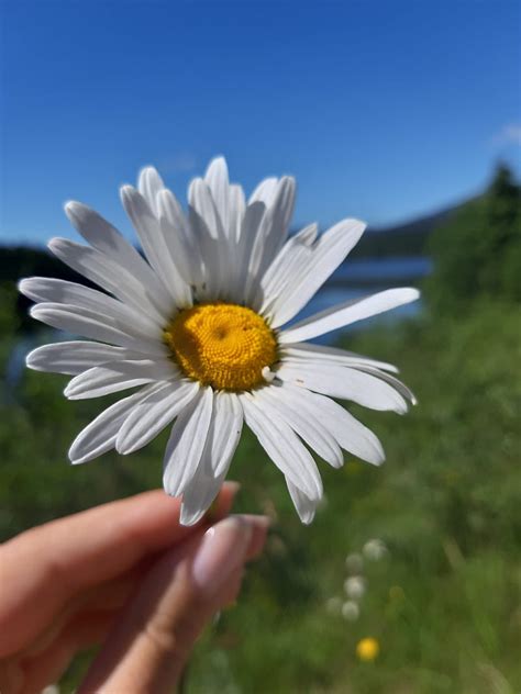 Single daisy, flower, lake, mountain, HD phone wallpaper | Peakpx