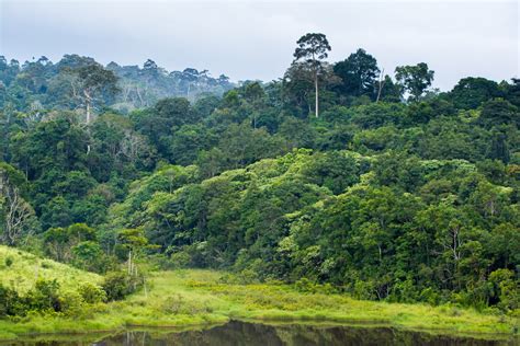 Tropical forest the size of India will be gone by 2050, researchers say - UPI.com