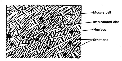 Intercalated discs - Location, Function, FAQs and Pictures