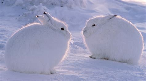 The hare that loves snow - CGTN