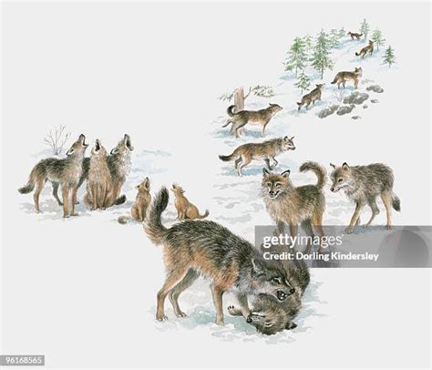 27 Wolf Pack Howling Stock Photos, High-Res Pictures, and Images ...