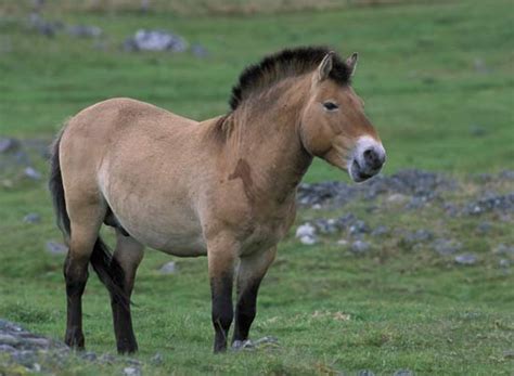 Przewalski Horse | It's Nature - Critically Endangered Species