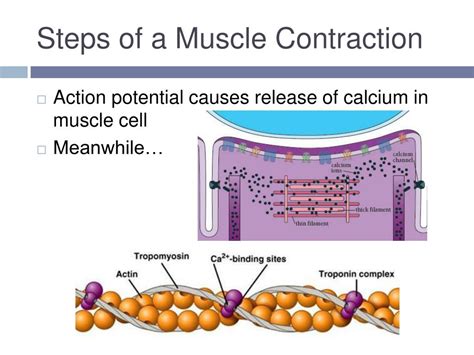 PPT - Muscular Contractions PowerPoint Presentation, free download - ID ...