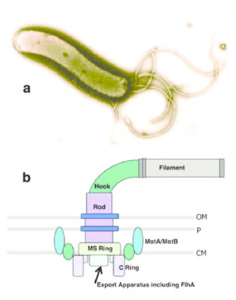 Structure of the H. pylori Flagellum. (a) Electron micrograph of an H.... | Download Scientific ...