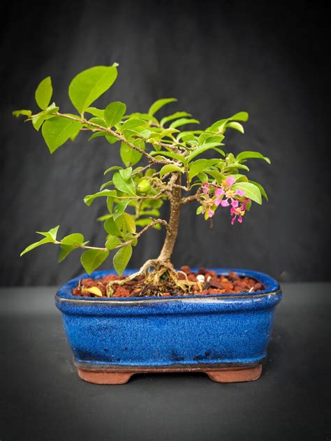 Lousbonsai.com Dwarf Cherry Bonsai Tree That Weeps, Real Fruit You Can ...