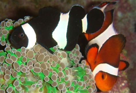 Clownfish in the Reef Aquarium - RateMyFishTank.com