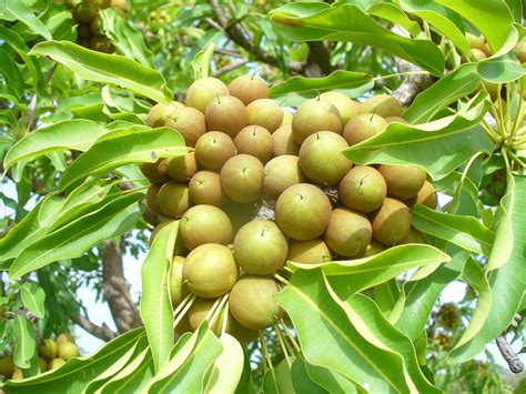 SHEA FRUITS | Un-riped Shea fruits still on the tree | morelifeml | Flickr