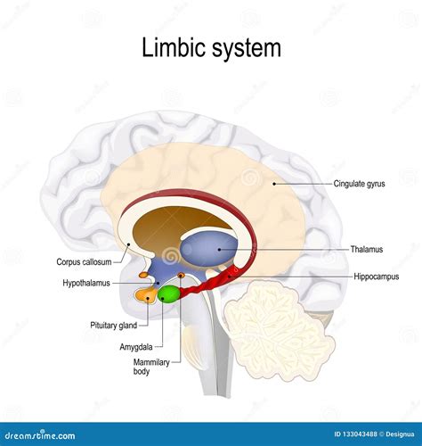 Brain Anatomy Limbic System