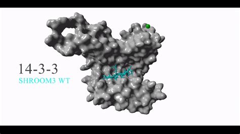 Protein animation - YouTube