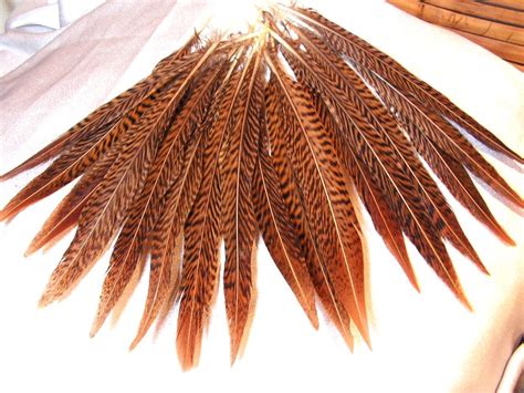 5 striped golden pheasant feathers 7-10 wholesale