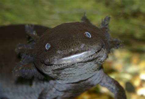 Real Monstrosities: Axolotl