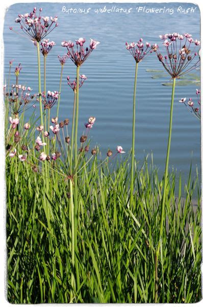 Butomus umbellatus 'Flowering Rush' 100+ SEEDS | Papaver Somniferum ...