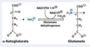 [Solved] Glutamate dehydrogenase interconverts α--ketoglutarate and ...