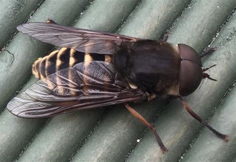 Male Dark Giant Horse Fly from the UK - What's That Bug?