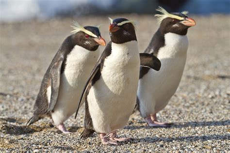 Fiordland Crested Penguin, West Coast, New Zealand | Kea Photography