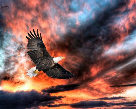 Sunset Eagle Wallpapers - Top Free Sunset Eagle Backgrounds - WallpaperAccess