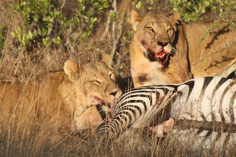 Lions eating a zebra at Sosian, Laikipia, Kenya | Wild dogs, Zebras, Bird species