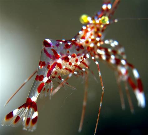 Cleaner Shrimp – "OCEAN TREASURES" Memorial Library