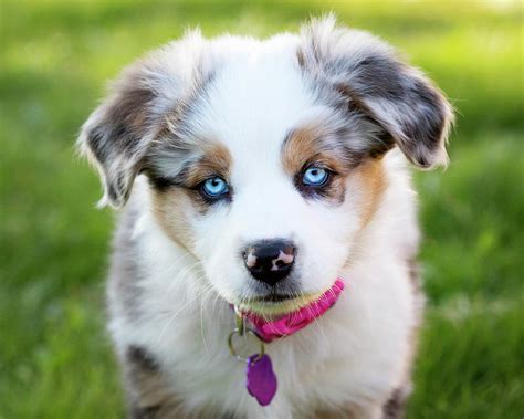 Australian Shepherd Puppy Photograph by Indigo Planet - Fine Art America