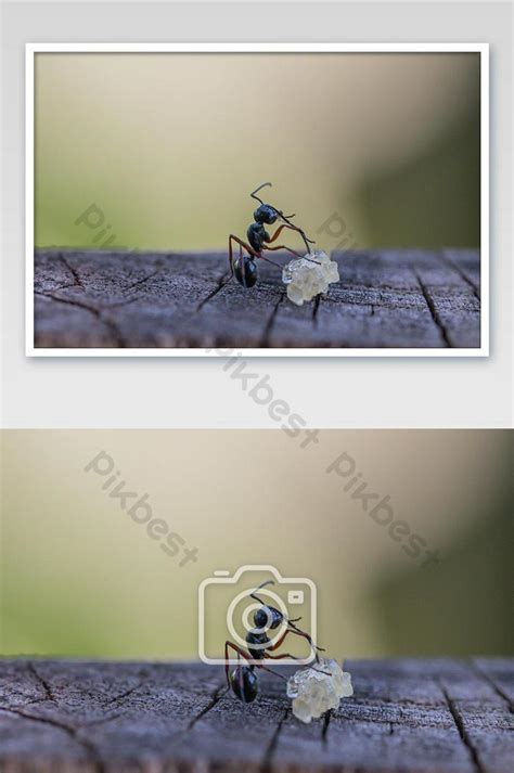 Behavior Of Ants.Worker Ants Are There Working. Photo | JPG Free ...